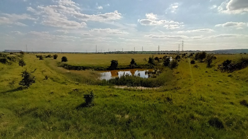 Mace, the global consultancy and construction company, has partnered with the UK’s largest conservation charity, Essex Wildlife Trust, to boost biodiversity in Essex’s Fobbing Marshes, a site which is currently not operating at its full biodiversity potential. 