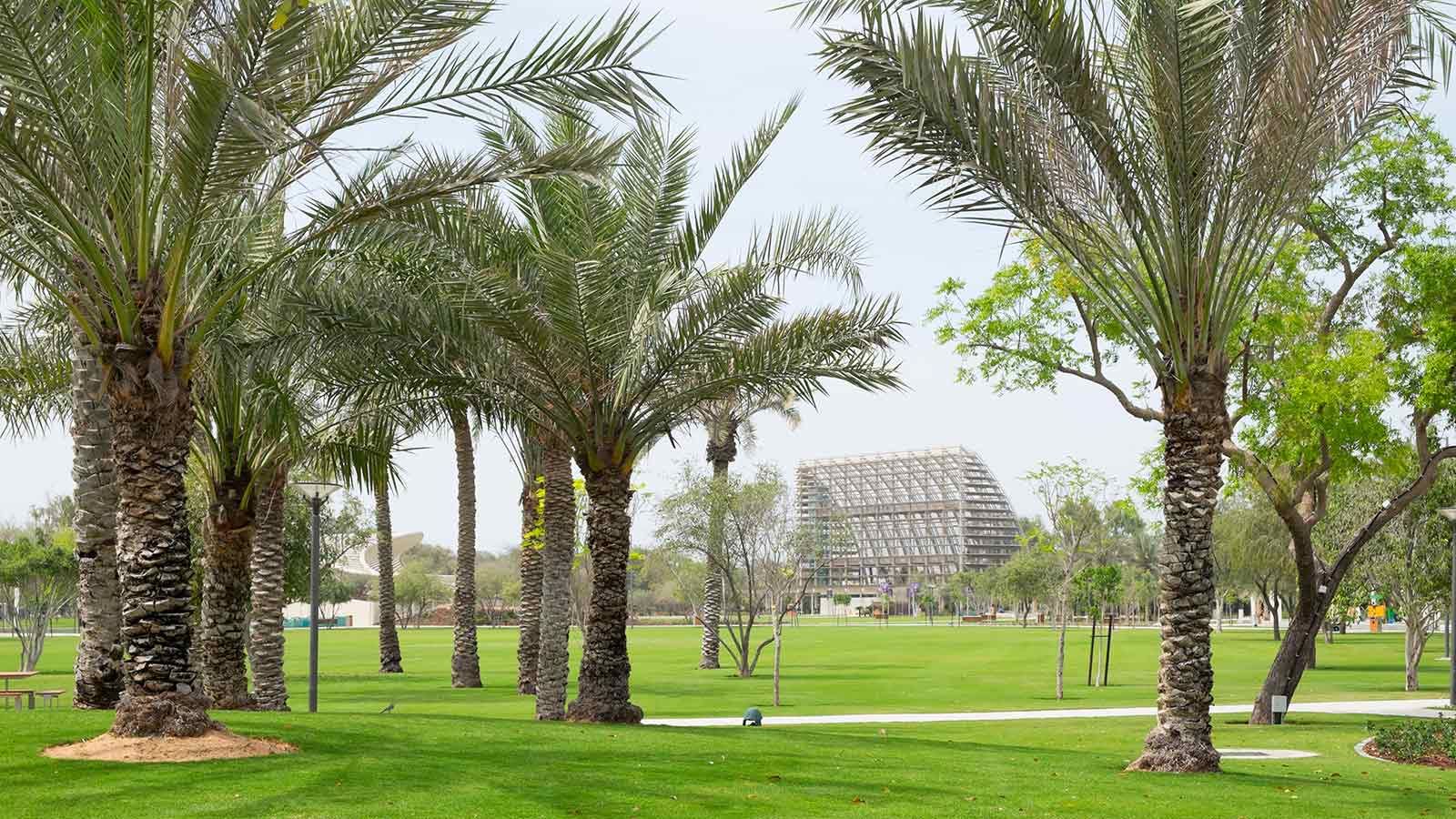 Palm Trees at Umm Al Emarat Park - Mace Group
